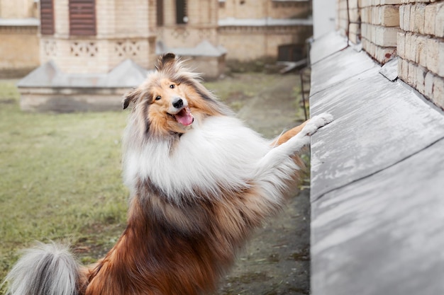 Le chien Rough Collie en plein air