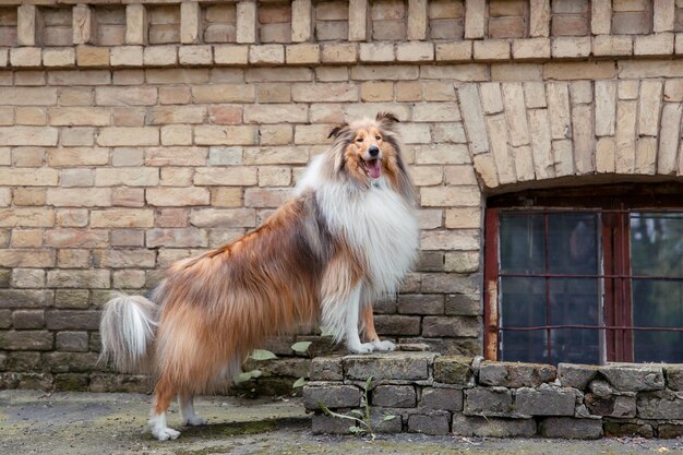 Le chien Rough Collie en plein air