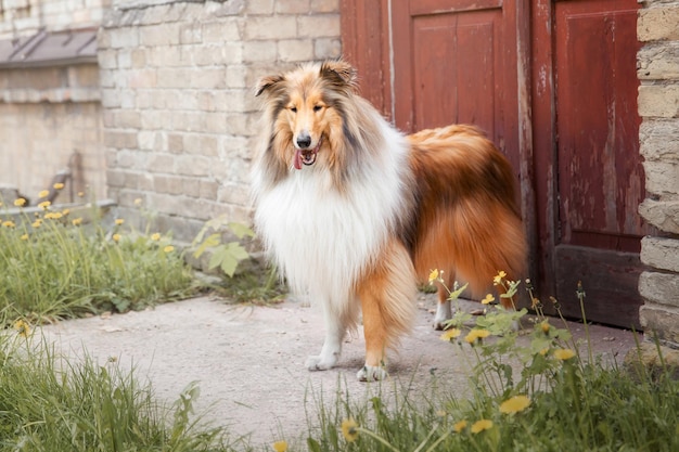 Le chien Rough Collie en plein air