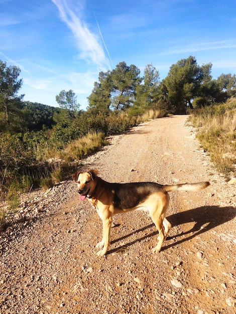 Un chien sur une route de terre