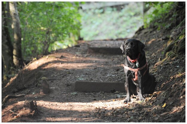 Photo un chien sur une route de terre