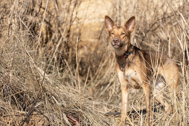 Chien roux avec de grandes oreilles dans l'herbe sèche