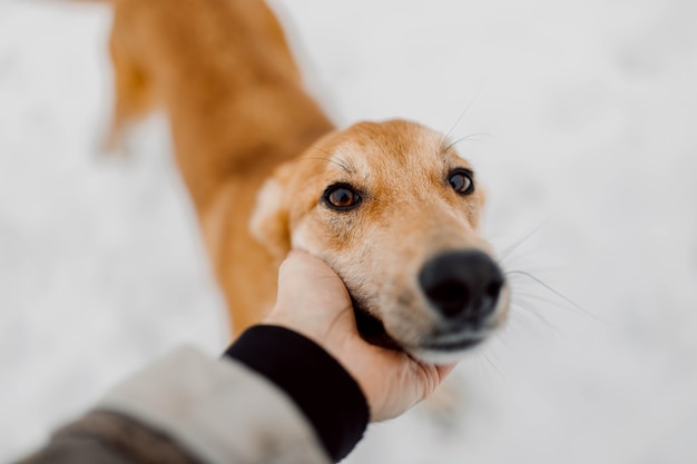 chien roux pour une promenade en hiver dans un parc enneigé