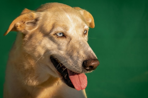 Chien de rue avec fond vert