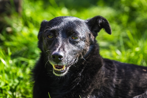 Chien s'allonge sur le sol au parc national belovezhskaya pushcha biélorussie