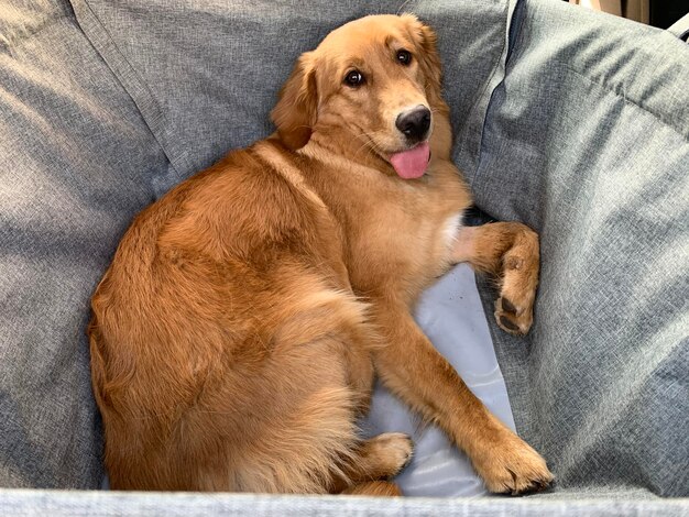 Photo le chien s'est lâché dans un hamac de voiture pour transporter des golden retrievers