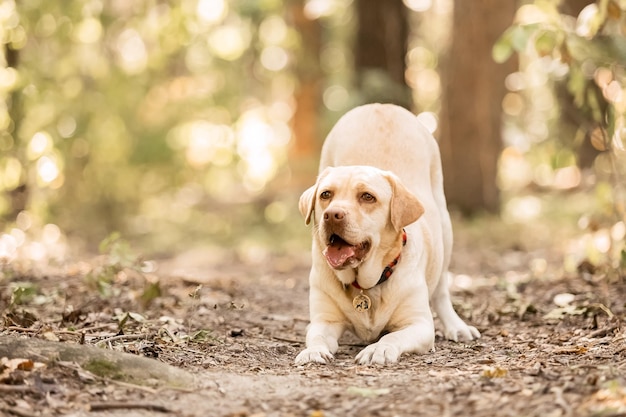 Un chien s'étire dans les bois.