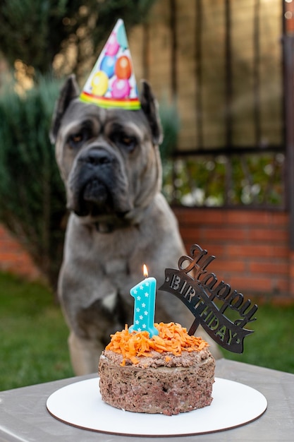 Un chien et sa gâterie d'anniversaire sous la forme d'un gâteau d'anniversaire Un chiot mignon dans un chapeau de fête pose