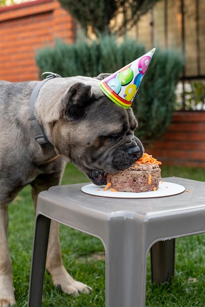 Un chien et sa gâterie d'anniversaire sous la forme d'un gâteau d'anniversaire Un chiot mignon dans un chapeau de fête pose