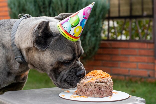 Un chien et sa gâterie d'anniversaire sous la forme d'un gâteau d'anniversaire Un chiot mignon dans un chapeau de fête pose