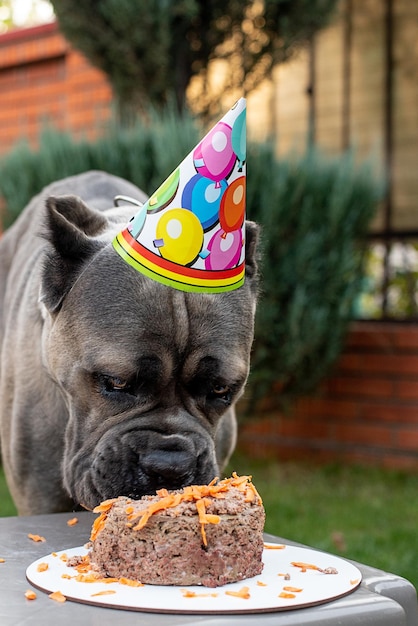 Un chien et sa gâterie d'anniversaire sous la forme d'un gâteau d'anniversaire Un chiot mignon dans un chapeau de fête pose