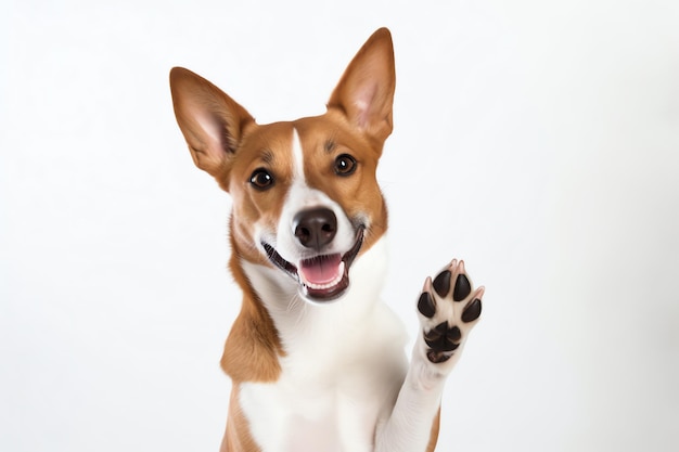 Un chien avec sa patte vers le haut