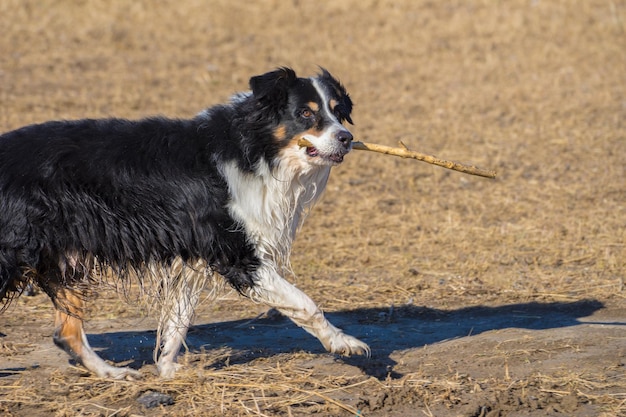 Photo chien sur le sable de la plage