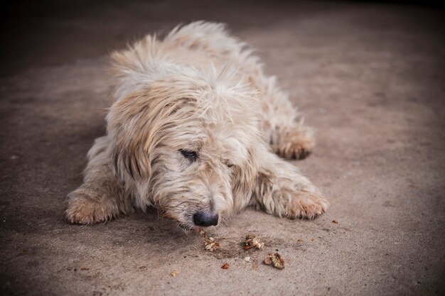 Chien sale dans la rue