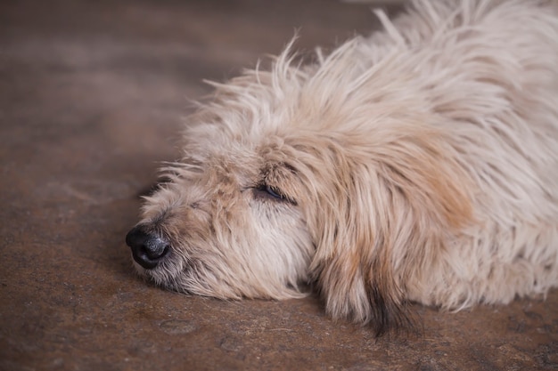 Chien sale dans la rue