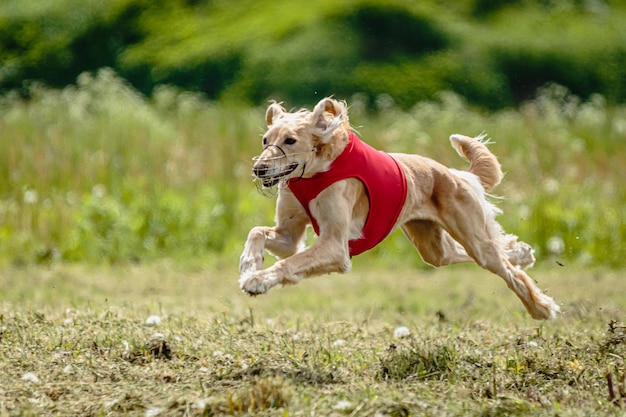 Chien Saluki en chemise rouge s'exécutant dans un champ vert et chassant leurre à pleine vitesse sur la compétition de course directement dans l'appareil photo