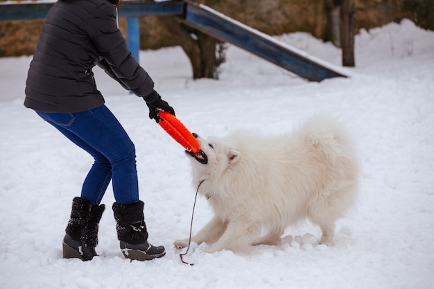 Un chien samoyède actif joue avec un homme