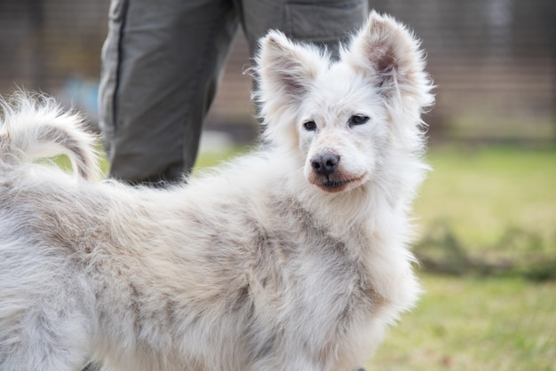 Chien Samoyède atteint de la maladie d'alopécie