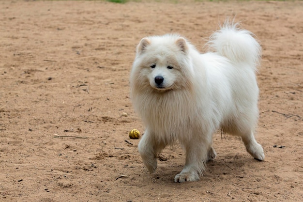Un chien Samoyède blanc joue sur une aire de jeux pour chiens