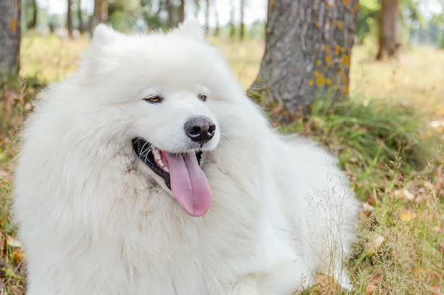 Chien Samoyède Un chien de race souriant dans un parc naturel