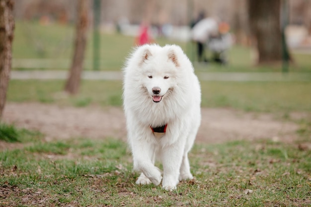 Chien Samoyède dans le parc. Grand chien pelucheux blanc sur une promenade