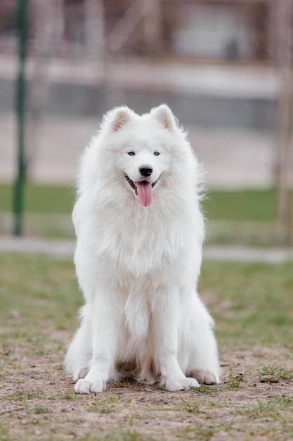 Photo chien samoyède dans le parc. grand chien pelucheux blanc sur une promenade