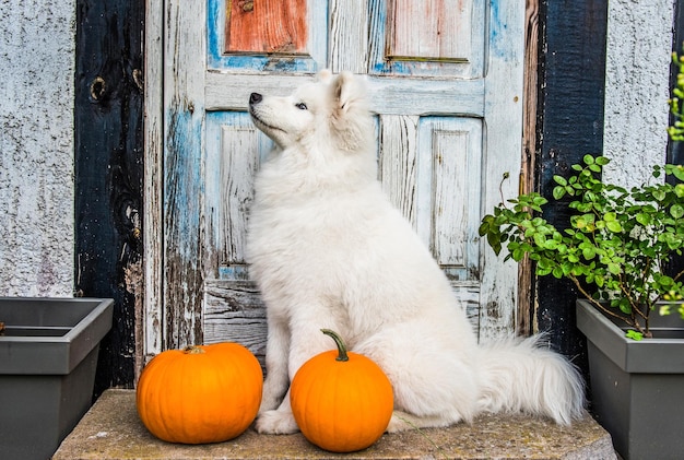 Chien Samoyède drôle blanc avec des citrouilles d'Halloween