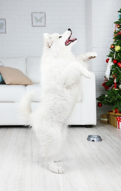 Le chien Samoyède exécute une commande dans la chambre avec un arbre de Noël sur un canapé blanc et un fond de mur