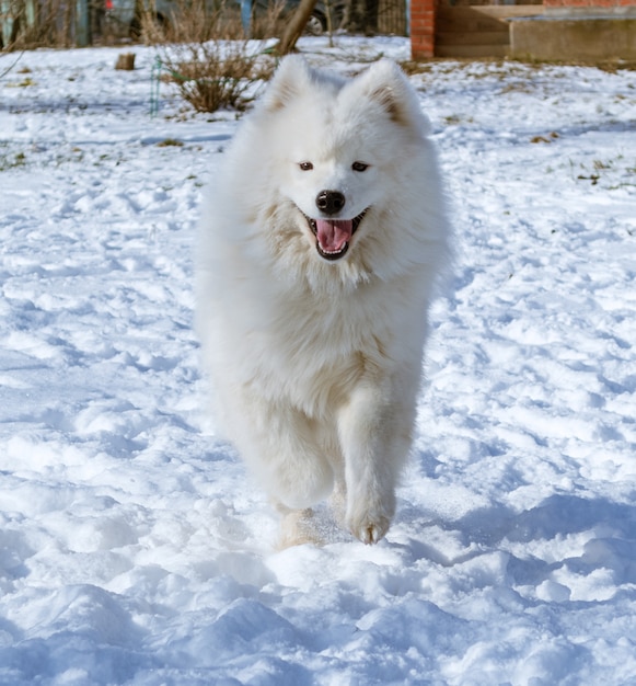 Chien samoyède heureux face à courir sur la neige