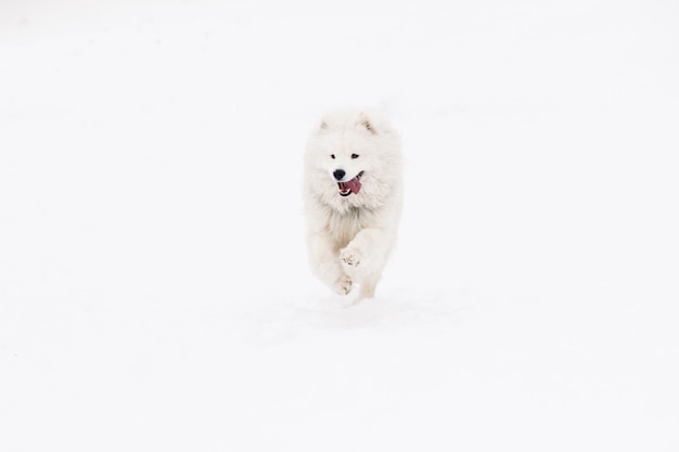 Chien Samoyède jeune actif dans la neige