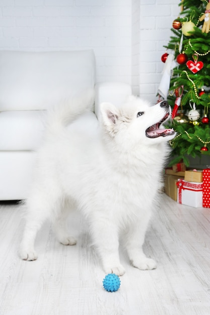 Chien Samoyède ludique avec ballon dans la chambre avec arbre de Noël sur l'arrière-plan