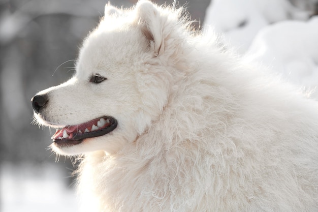 Chien samoyède mignon dans le parc le jour d'hiver, gros plan