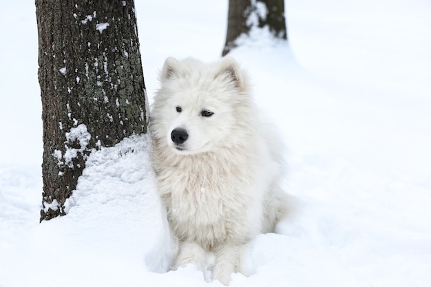 Chien samoyède mignon dans le parc le jour d'hiver