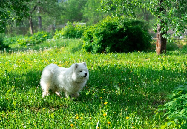 Chien Samoyède sur une pelouse verte sur une journée ensoleillée d'été