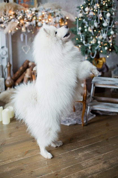 Chien Samoyède près de l'arbre de Noël