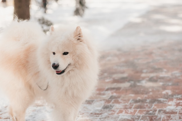 Chien Samoyède en promenade hivernale