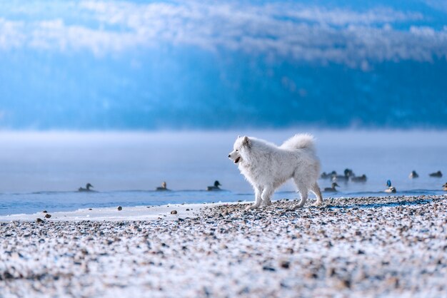 Un chien Samoyède sur la rive de la Sibérie chasse les canards en hiver. Beau paysage.