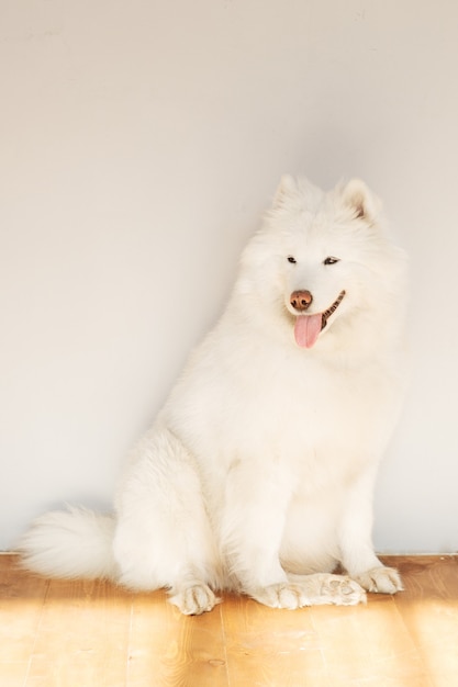 Un chien Samoyède avec sa langue pendante est assis sur le sol par une journée ensoleillée. Chien blanc moelleux.