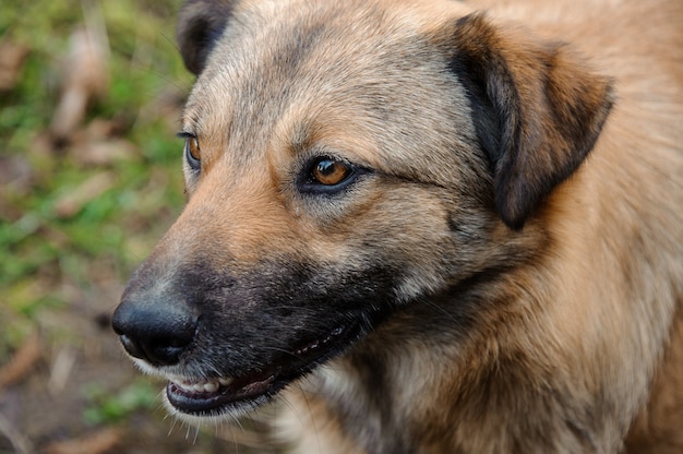 Chien sans-abri au gingembre brun à l'extérieur dans la nature