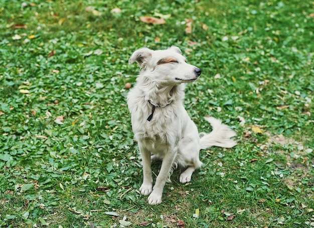 Chien sans-abri bâtard blanc sur l'herbe verte Journée de protection des animaux sans-abri