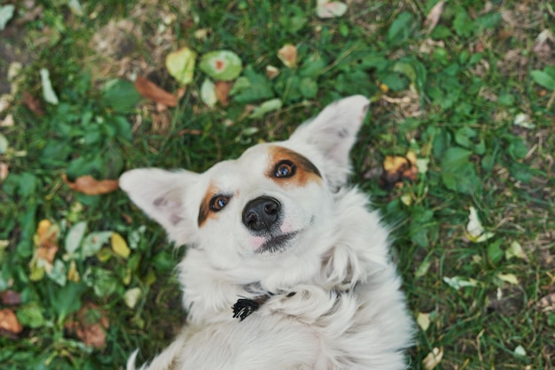 Chien sans-abri bâtard blanc sur l'herbe verte Journée de protection des animaux sans-abri