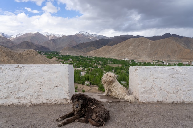 Photo chien sans abri dans le nord de l'inde