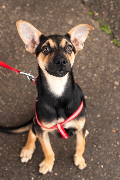 Chien sans abri dans la rue de la vieille ville. Problème d'animaux sans abri.