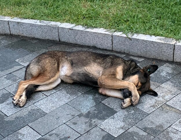 Chien sans-abri dormant dans la rue après la pluie