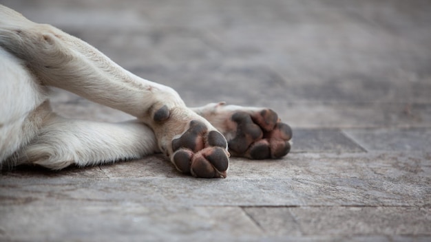 Photo chien sans abri fatigué dormant sur le sol à l'extérieur se concentre sélectivement sur les pattes
