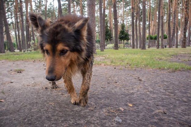 Un chien sans-abri mignon avec des yeux mignons dans un parc d'été. Notion d'adoption. Chien sans-abri triste posant dans le parc.