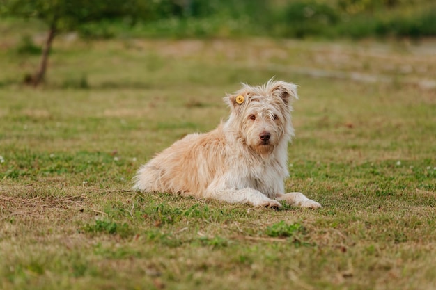 Un chien sans abri moelleux se trouve sur la pelouse