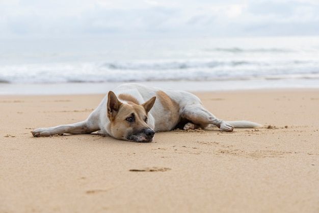 Chien sans-abri sur la plage de sable brun. Chien sans-abri se détendre sur la plage tropicale de sable brun.