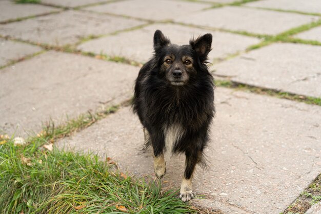 Un chien sans-abri de la rue noire regarde un homme en attente de nourriture.