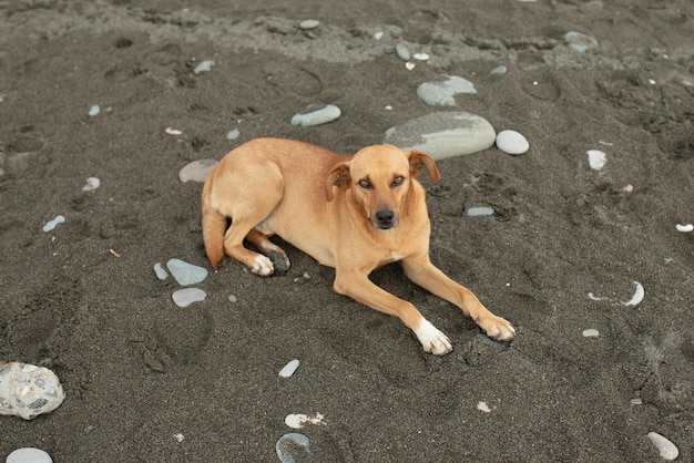 Chien sans abri se reposant à la plage.